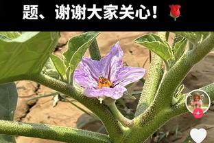 今日火箭迎战森林狼 伊森、狄龙-布鲁克斯将因伤缺战